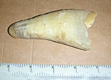 Real Natural Short Cow Horn - 4 inches long, ex-farm vintage