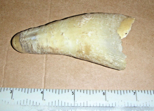 Real natural short cow horn - real,