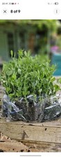 20 Sweet Pea Seedling Plants