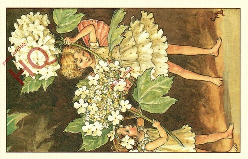 Picture postcard flower - postcard:,