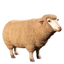 105CM LIFE SIZE MERINO EWE