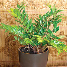 Large Plants - Holly Ferns