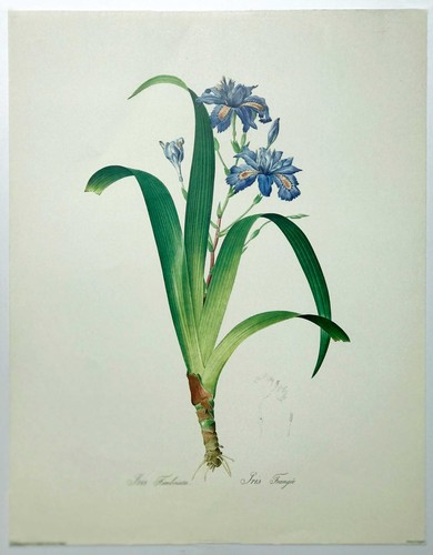 Iris frangee pierre joseph - frangee,,