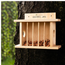 Squirrel Feeder and Bird