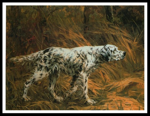 English setter lovely - english,