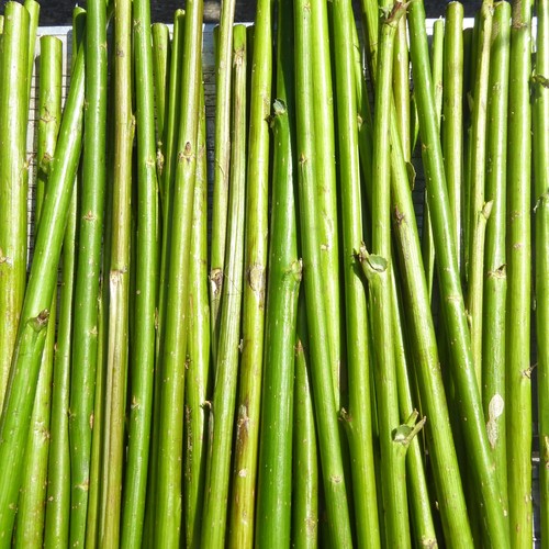 30cm various varieties of - 30cm,