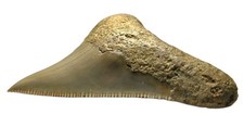 Rare megalodon shark tooth - rare,