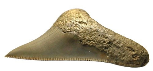 Rare megalodon shark tooth - shark,