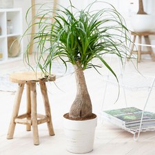 Pony Tail Palm Large Indoor House Plant Real Evergreen Nolina Tall Home Plants