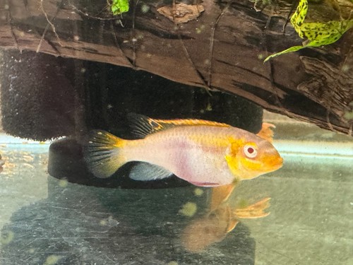 Kribensis pair dwarf cichlid - ,,