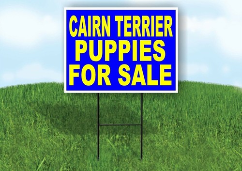 Cairn terrier puppies for sale - cairn,
