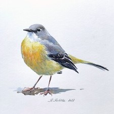 Wagtail Watercolour Painting