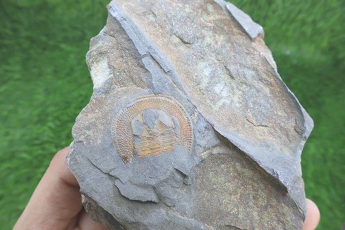 Declivolithus trilobite fossil - declivolithus,
