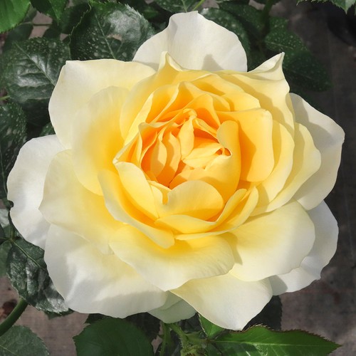 Rose julie - rose,