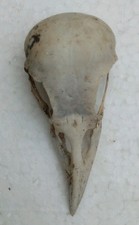 British Crow Bird Skull- carrion Taxidermy