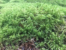 Sphagnum like Forest Moss fresh from managed forests in mid Wales