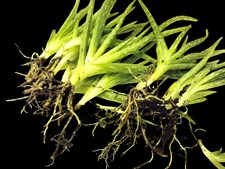 Aloe vera pups - /, cuttings