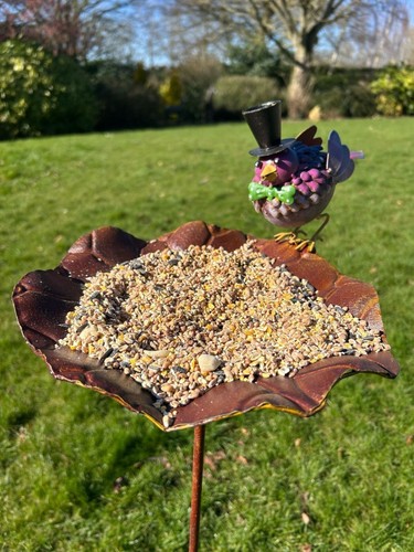 Blue jay bird bath - jay, feeder