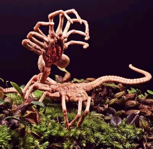 Alien facehugger model - 1/6,