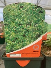 Edible herb garden plants 9cm