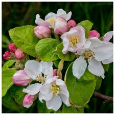 3 Crab Apple Trees 40-60cm Native Malus Hedging,Make your own Cider & Jelly