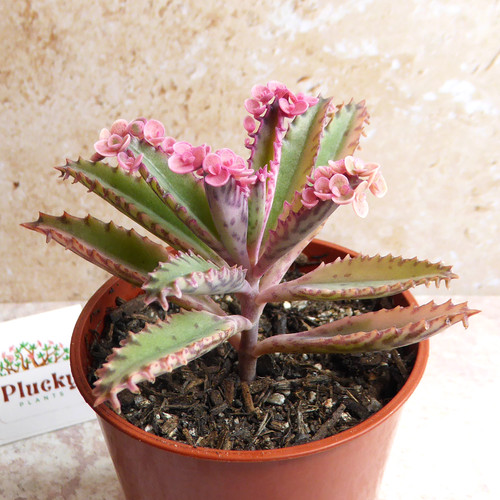 Kalanchoe pink butterflies - kalanchoe, 'pink
