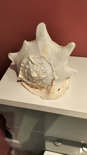 Large sea shell inches wide - sea,