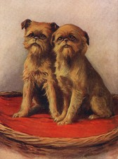BRUSSELS GRIFFON CHARMING DOG