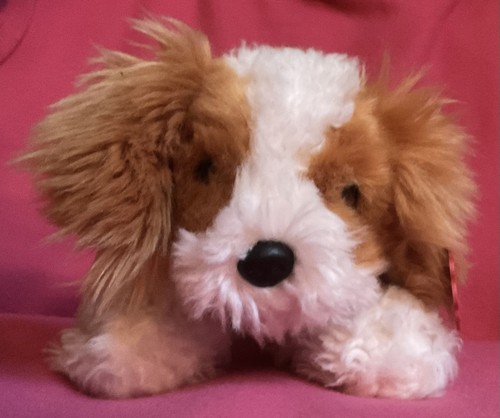 Keel cuddle puppies - cuddle, king