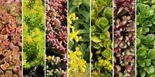 Pack x12 Sedum 'Mixed