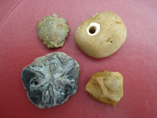 Hag stone fossils found on - &,