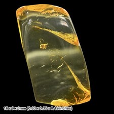 Baltic Amber Fossil Biting