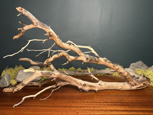 Large manzanita - large,