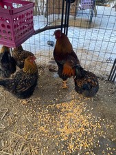 golden laced wyandotte