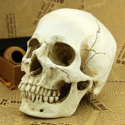 Life size human skull model - life,