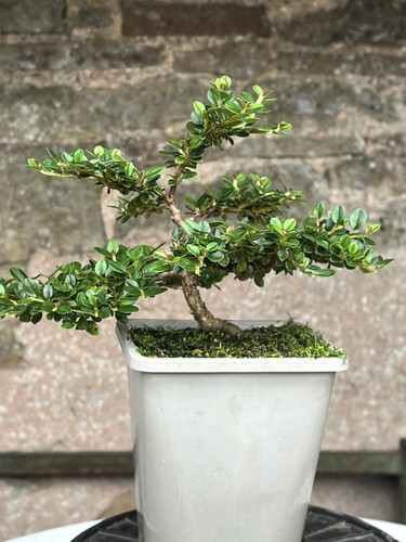 Bonsai starter cotoneaster - bonsai,