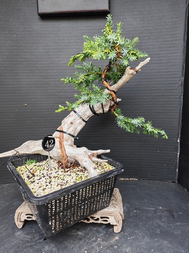 Tanuki needle juniper - juniper, bonsai