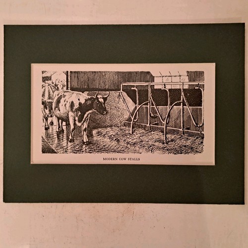 Modern cow stalls charles - modern,