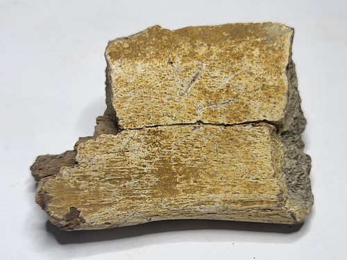 Triceratops rib fragment - rib, –