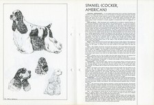 AMERICAN COCKER SPANIEL 1978 DOG BREED STANDARD SKETCH PRINT  TEXT by M DAVIDSON