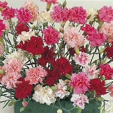 6 Scented Dianthus Spring