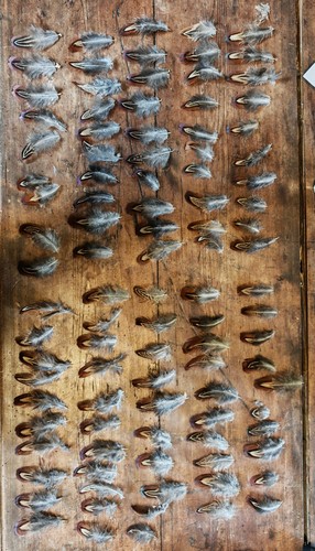 100 pheasant cock bird neck - 100,