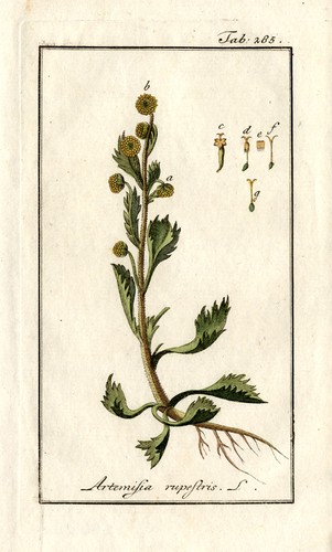 Antique botanical - antique,