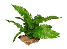 Vivarium Plant,Small Leafy Boston Fern Mounted On Cork bark