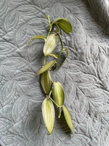 Variegated vanilla planifolia - variegated,