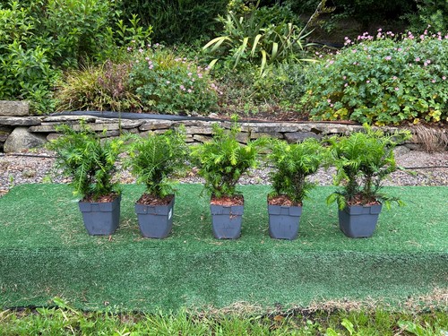 British yew - 5, (taxus