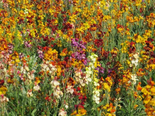 Erysimum fair lady wallflower - erysimum,