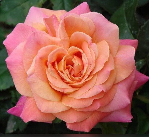 Rose bush chicago peace - rose, 'chicago