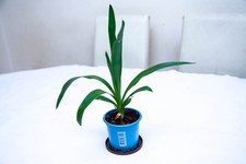 Yucca Gigantea Spineless Young