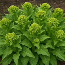 Turkish Rocket (Bunias Orientalis)  20  seeds. Organically grown.